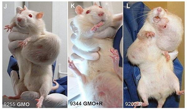 遺伝子組換え作物実験のマウス